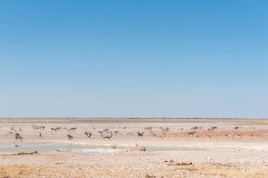 Afrika antilobu, springbok ve Burchell zebralar izlemek lionesses