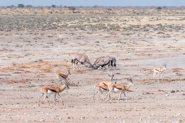 Kavga iki Afrika antilobu