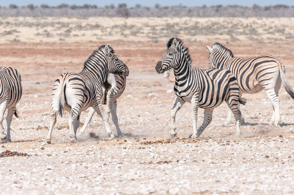 Two Burchells zebra stallions, Equus quagga burchellii, getting ready to attack each other in Northern Namibia