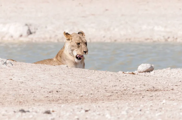 African Lioness yawning at a waterhole in Northern Namibia — Stock Photo, Image