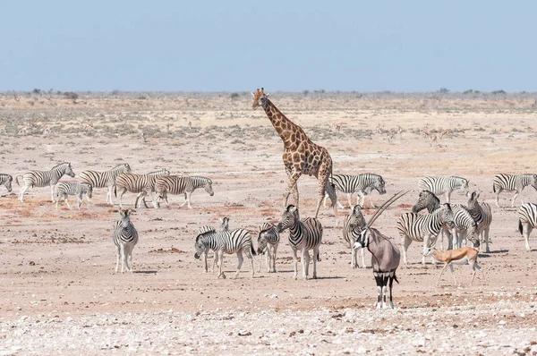 Жираф, орикс, спрингбок и зебры Бурчеллов в Северном Намиби — стоковое фото