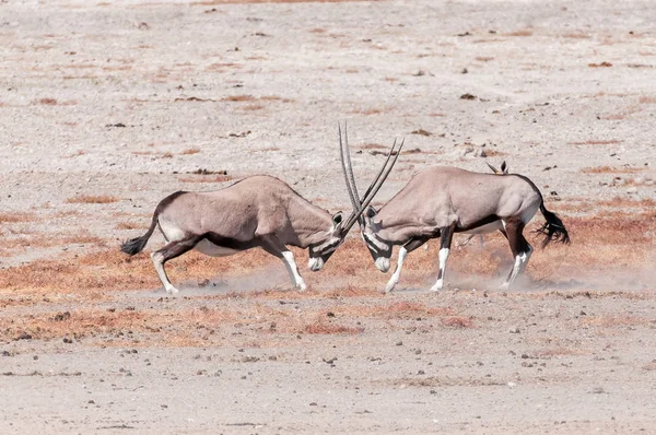 Two oryx fighting — Stock Photo, Image