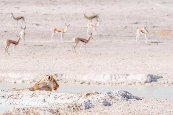 Une lionne africaine, Panthera leo, observant des proies potentielles — Photo