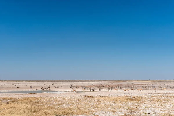 Oryx, springbok, ostrich and Burchells zebras at a waterhole — Stock Photo, Image