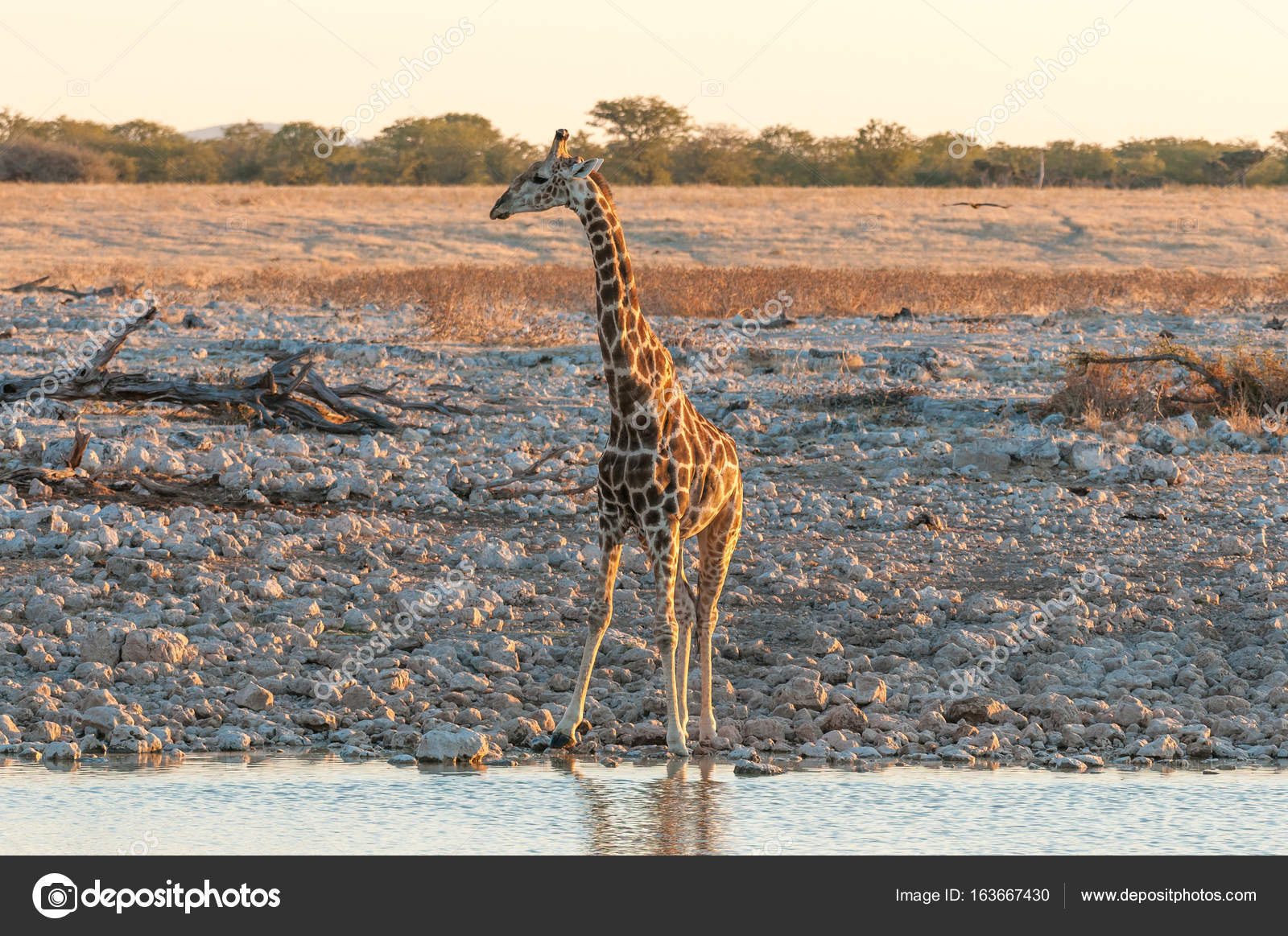 Girafe Namibien à Un Point Deau Dans Le Nord De La Namibie