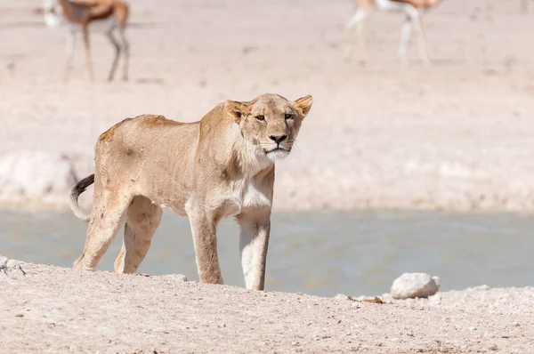 Afrikai oroszlán, például egy víznyelő látható sebek és hegek — Stock Fotó