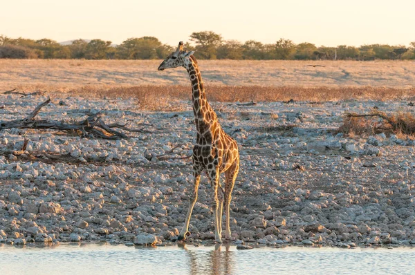 Jirafa de Namibia en un pozo de agua en el norte de Namibia al atardecer —  Fotos de Stock