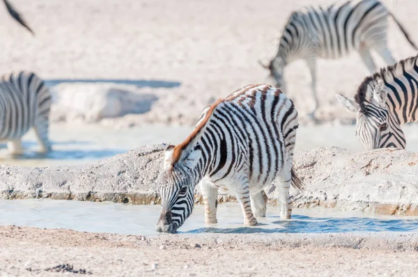 Burchells Zebra potro água potável em um buraco de água — Fotografia de Stock