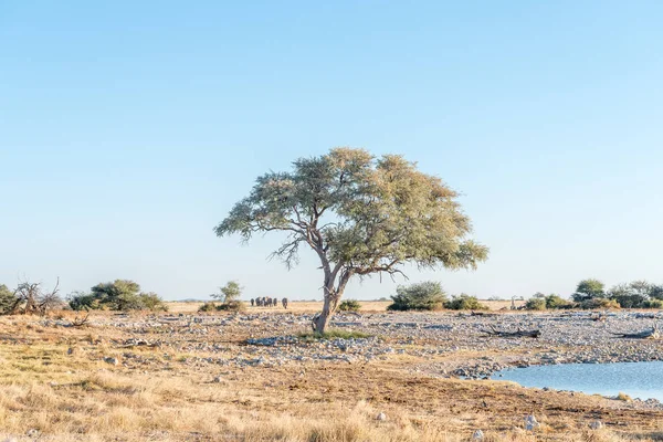 Branco di elefanti africani diretti verso un pozzo d'acqua — Foto Stock