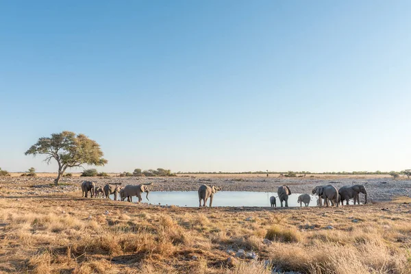 Troupeau d'éléphants d'Afrique buvant dans un trou d'eau — Photo