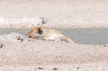 Afrika Kuzey Namibya bir ziyarette200 uyku dişi aslan