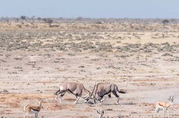 Dos oryx luchando —  Fotos de Stock