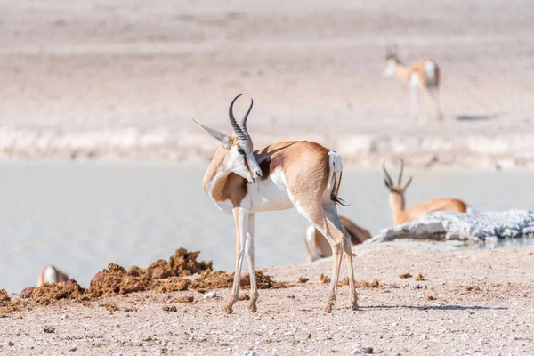 Springbok looking back with teeth visible — Stock Photo, Image