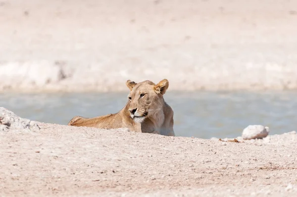 African Lioness at a waterhole in Northern Namibia — Stock Photo, Image