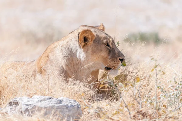 Крупный план африканской львицы, лежащей в траве — стоковое фото