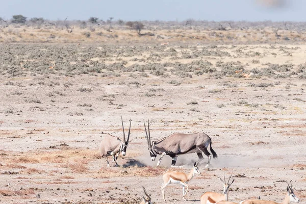 Dos oryx luchando —  Fotos de Stock