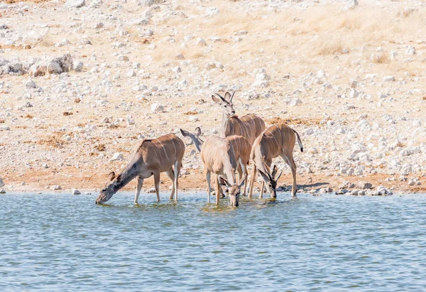 Greater kudu cows and young bulls drinking water — Stock Photo, Image