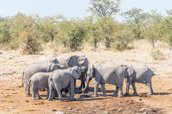 Herd of elephants, Loxodonta africana, drinking water — Stock Photo, Image