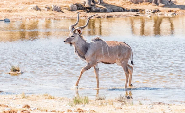 Gran toro kudu, Tragelaphus strepsiceros, caminando en un charco —  Fotos de Stock