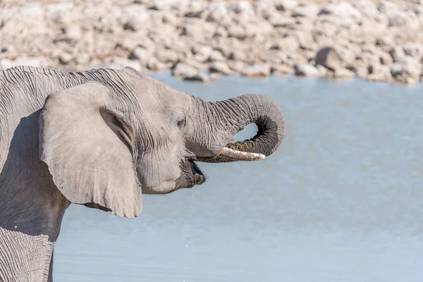 Primer plano de un elefante bebiendo agua en un pozo de agua — Foto de Stock