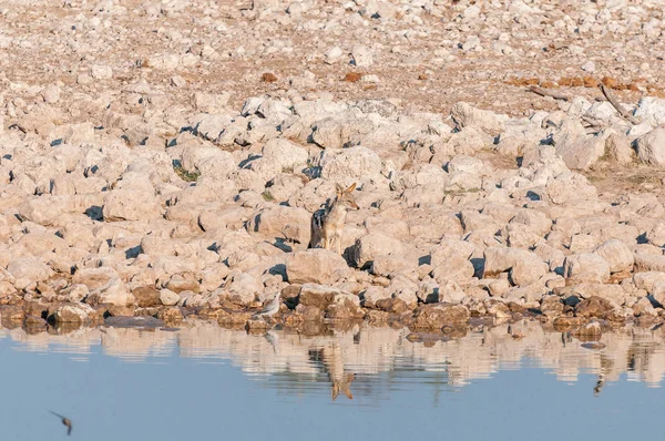 Svartryggig schakal vid ett vattenhål med dess synliga reflektion — Stockfoto