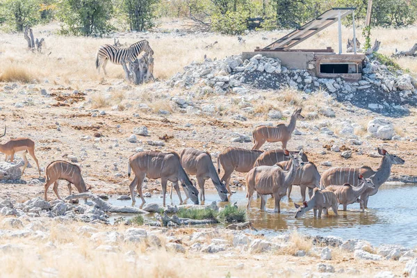 Vacas e bezerros maiores de kudu que bebem água — Fotografia de Stock