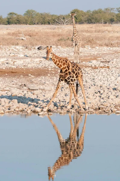 Giraffe namibiane in una pozza d'acqua con riflesso visibile — Foto Stock