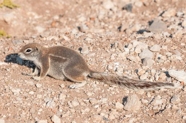 Cape ground squirrel, Xerus inauris in Northern Namibia