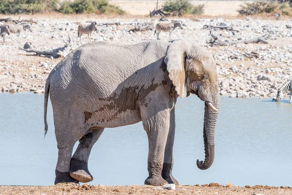Afrikanischer Elefant kratzt sich mit einem Fuß am Bein — Stockfoto