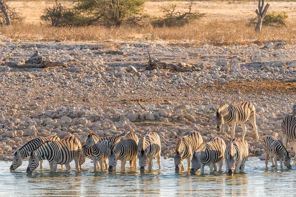 Burchells Cebras agua potable en el norte de Namibia al atardecer —  Fotos de Stock