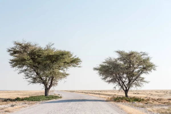 Гравійні дороги між двома акацій в Північній Намібії — стокове фото