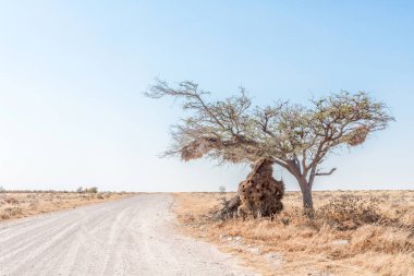 Sürmeli weaver yuva ağaç dalı kırdı