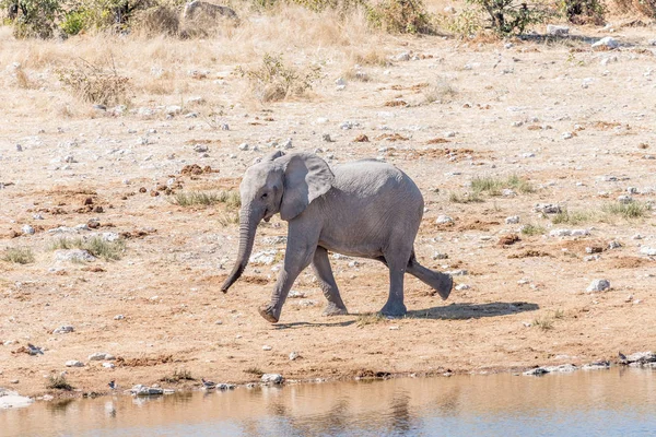 Um bezerro elefante africano, Loxodonta africana, correndo em uma água — Fotografia de Stock