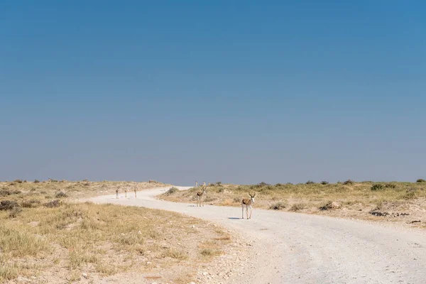 Stado springboks, schodząc w dół drogi w północnej Namibii — Zdjęcie stockowe