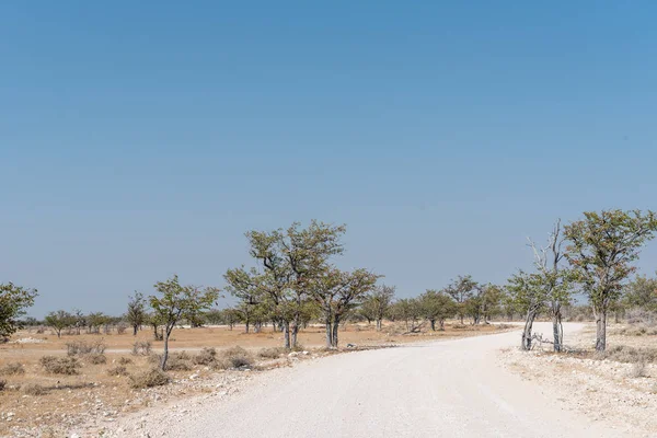 Route de gravier serpentant à travers les mopanis dans le nord de la Namibie — Photo