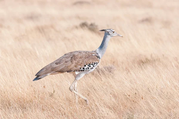 Kori Bustard, Ardeotis kori, in Northern Namibi — Stock Image Kori Bustard, Ardeotis kori, in Northern Namibi Royalty Free Stock Photos