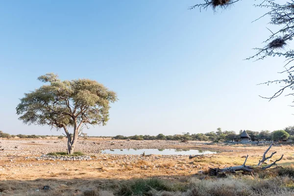 Вид на waterhole і павільйону на Okaukeujo відпочинковий табір — стокове фото