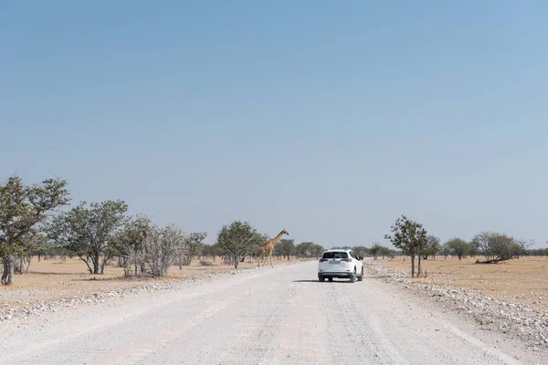 Turisti in attesa di una giraffa per attraversare una strada sterrata — Foto Stock