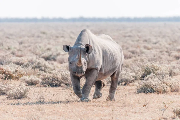 Zwarte neushoorn, Diceros bicornis, wandelen naar de camera — Stockfoto