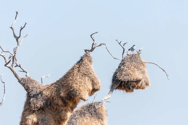 Zuidelijke Pale zingen Goshaw bovenop reusachtige Gemeenschap nest — Stockfoto