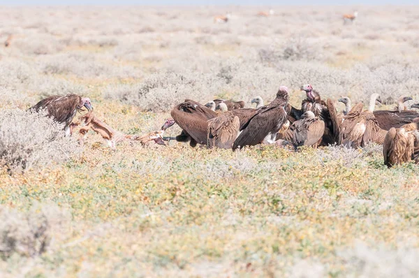 Lappet-faced vultures in tug of war with springbok hide — Stock Photo, Image