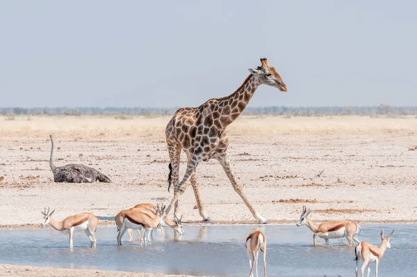 Giraffe und Springböcke an einem Wasserloch in Nordnamibia — Stockfoto