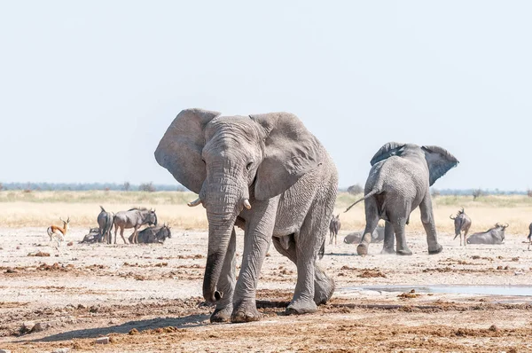 Dos elefantes africanos, ñus azul y springbok en una charca —  Fotos de Stock