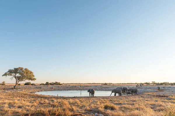 Стадо африканські слони в waterhole на заході сонця — стокове фото