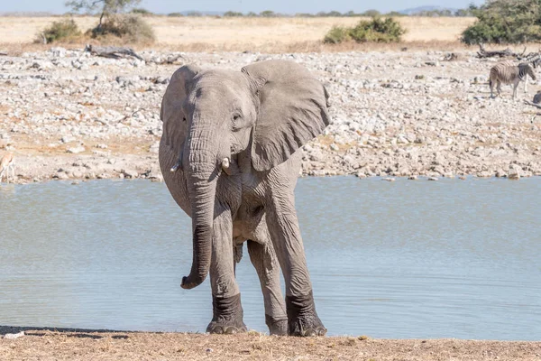 Elefante africano, Loxodonta africana, frente a la cámara — Foto de Stock