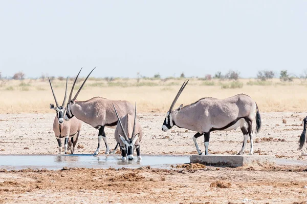 Oryx drinking water at a waterhole in Northern Namibia — Stock Photo, Image