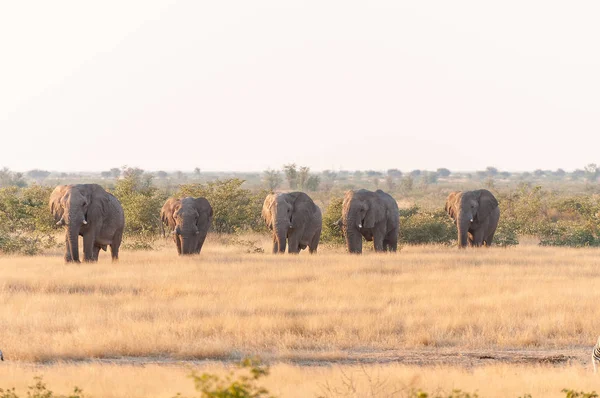 Elefantes caminando a través de un paisaje de arbustos de hierba y mopani — Foto de Stock