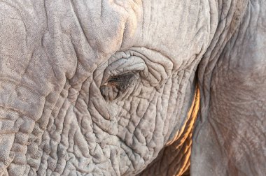 Kuzey Namibya Afrika fili göz Close-Up