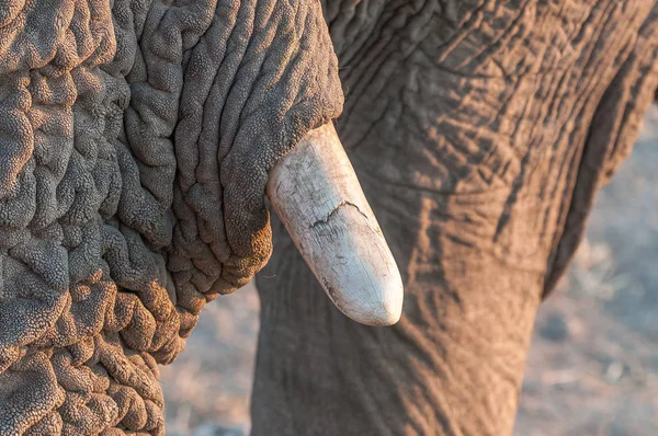 Close-up van de slagtand van de Afrikaanse olifant in noordelijk Namibië — Stockfoto