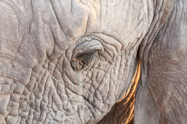 Close-up van oog van Afrikaanse olifant in noordelijk Namibië — Stockfoto